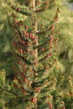 Serbian Spruce | Small Tree Seedling 24 Serbian Spruce | Small Tree Seedling -Evergreen Plants Shop serbian spruce young cones