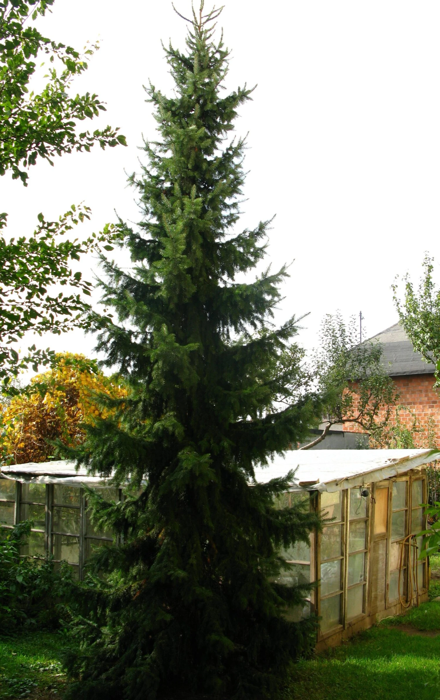 Serbian Spruce | Small Tree Seedling 9 Serbian Spruce | Small Tree Seedling - Image 9