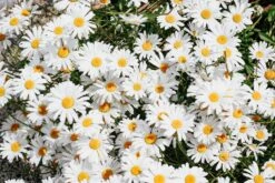 Shasta Daisy | Flower Seed Grow Kit 25 Shasta Daisy | Flower Seed Grow Kit -Evergreen Plants Shop shasta daisy unsplash blooms