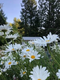 Shasta Daisy | Flower Seed Grow Kit 27 Shasta Daisy | Flower Seed Grow Kit -Evergreen Plants Shop shasta daisy unsplash field