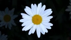 Shasta Daisy | Flower Seed Grow Kit 24 Shasta Daisy | Flower Seed Grow Kit -Evergreen Plants Shop shasta daisy unsplash macro flower