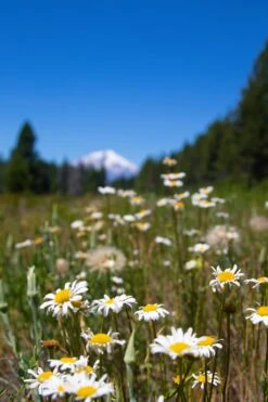 Shasta Daisy | Flower Seed Grow Kit 26 Shasta Daisy | Flower Seed Grow Kit -Evergreen Plants Shop shasta daisy unsplash mount shasta