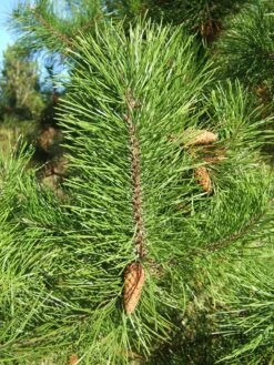 Shore Pine | Small Tree Seedling -Evergreen Plants Shop shore pine cones 48abf4c2 6751 4016 8dea 7620463be16d