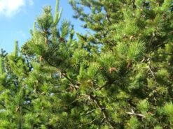 Shore Pine | Small Tree Seedling -Evergreen Plants Shop shore pine foliage 7bf6d959 ac85 4dc9 8b6b 6e1f8645cc81
