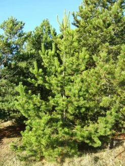 Shore Pine | Small Tree Seedling -Evergreen Plants Shop shore pine young b1308491 b540 4483 a877 88456f8f7864