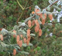 Sitka Spruce | Mini-Grow Kit -Evergreen Plants Shop sitka spruce cones 8622a690 1f6d 4007 8cc9 1cfd13f8f320
