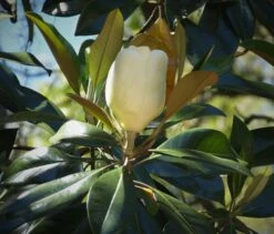 Southern Magnolia | Medium Tree Seedling -Evergreen Plants Shop southern magnolia closed flower 08d4f50d cf7c 491f a794 bcc40dc9d355
