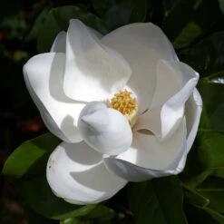 Southern Magnolia | Medium Tree Seedling -Evergreen Plants Shop southern magnolia elegant flower dffd0bed 2115 4091 92e1 951be40ecfc0