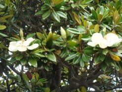 Southern Magnolia | Medium Tree Seedling -Evergreen Plants Shop southern magnolia flowers 46fb4c91 a18f 4961 abd2 2c1ada958706