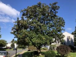 Southern Magnolia | Medium Tree Seedling -Evergreen Plants Shop southern magnolia form bb6faccd 4413 4252 a1eb 9862e96fc14f