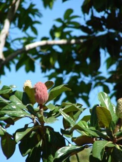 Southern Magnolia | Medium Tree Seedling -Evergreen Plants Shop southern magnolia fruit III 1d542bc4 679c 4354 8744 84e72464c770