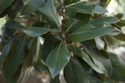 Southern Magnolia | Medium Tree Seedling -Evergreen Plants Shop southern magnolia leaves d11846a7 d9bf 4467 bafd 6e4b3db5c67a