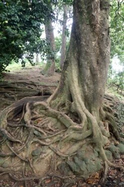 Southern Magnolia | Medium Tree Seedling -Evergreen Plants Shop southern magnolia roots f311c61f cde5 4621 b131 649700454bce