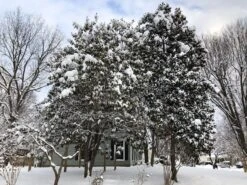 Southern Magnolia | Medium Tree Seedling -Evergreen Plants Shop southern magnolia snow II 7aff3b98 039f 4f90 b086 8a3ed9fe3f73