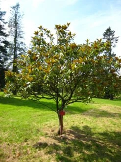 Southern Magnolia | Medium Tree Seedling -Evergreen Plants Shop southern magnolia young a5d2a747 d85a 4022 9cd6 55bf555f80c1
