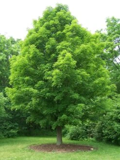 Sugar Maple | Mini-Grow Kit -Evergreen Plants Shop sugar maple cultivated 767d3397 749e 4d60 a2c2 fced02743819