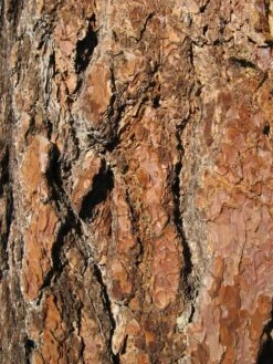 Sugar Pine | Medium Tree Seedling -Evergreen Plants Shop sugar pine bark