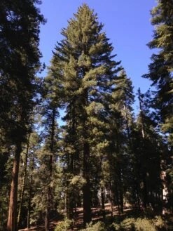 Sugar Pine | Medium Tree Seedling -Evergreen Plants Shop sugar pine big