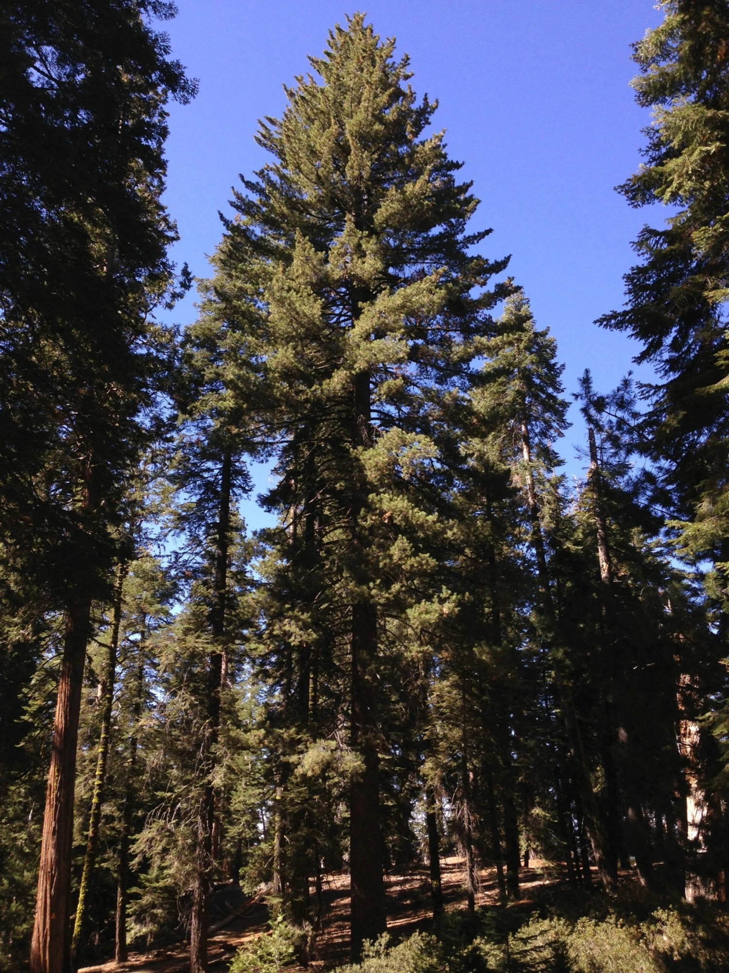 Sugar Pine | Lot Of 30 Tree Seedlings 5 Sugar Pine | Lot Of 30 Tree Seedlings - Image 5