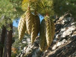 Sugar Pine | Mini-Grow Kit -Evergreen Plants Shop sugar pine close cones db180609 cc67 40a7 8409 80faf2b5f653 1
