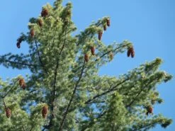 Sugar Pine | Lot Of 30 Tree Seedlings 20 Sugar Pine | Lot Of 30 Tree Seedlings -Evergreen Plants Shop sugar pine cones ae67d09f 610c 461e ac23 4a496ee21037