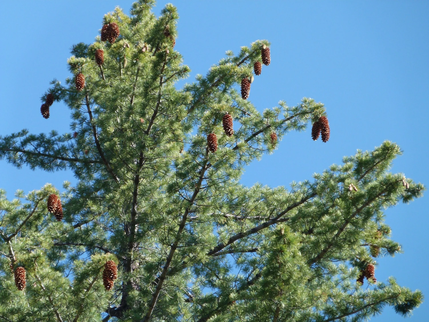 Sugar Pine | Lot Of 30 Tree Seedlings 10 Sugar Pine | Lot Of 30 Tree Seedlings - Image 10