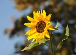 Sunflower | Flower Seed Grow Kit -Evergreen Plants Shop sunflower close