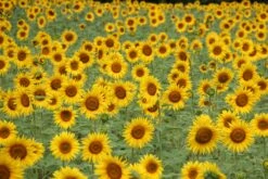 Sunflower | Flower Seed Grow Kit -Evergreen Plants Shop sunflower field