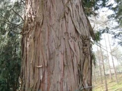 Taiwan Cedar | Mini-Grow Kit -Evergreen Plants Shop taiwan cedar bark