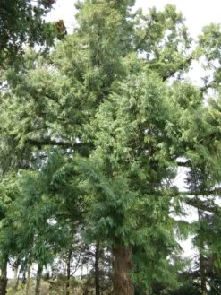 Taiwan Cedar | Mini-Grow Kit -Evergreen Plants Shop taiwan cedar branches