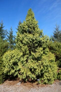 Taiwan Cedar | Mini-Grow Kit -Evergreen Plants Shop taiwan cedar cultivated