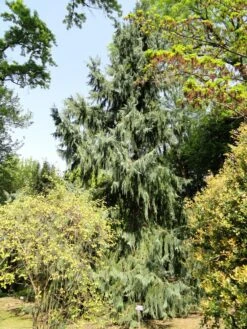 Taiwan Cedar | Mini-Grow Kit -Evergreen Plants Shop taiwan cedar garden