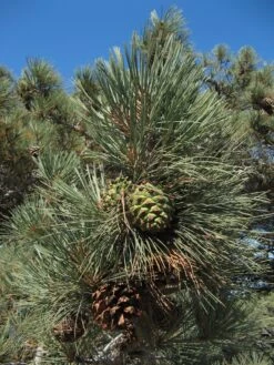 Torrey Pine | Mini-Grow Kit -Evergreen Plants Shop torrey pine cone 50736be7 0c0b 4e79 829a 6b7d7863eb46