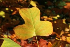 Tulip Poplar | Mini-Grow Kit -Evergreen Plants Shop tulip poplar fall leaf 79490a92 8fc0 47ce b92f 251d0884aab9
