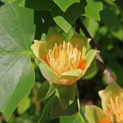 Tulip Poplar | Small Tree Seedling 24 Tulip Poplar | Small Tree Seedling -Evergreen Plants Shop tulip poplar flower macro 6cf40fac 02cb 4fc8 8baa 2e60a7c50dc8
