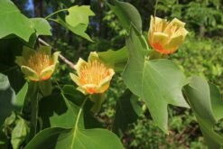 Tulip Poplar | Mini-Grow Kit -Evergreen Plants Shop tulip poplar flowers 439cacdd ae6d 46f0 8d60 72fc4bf96ca3