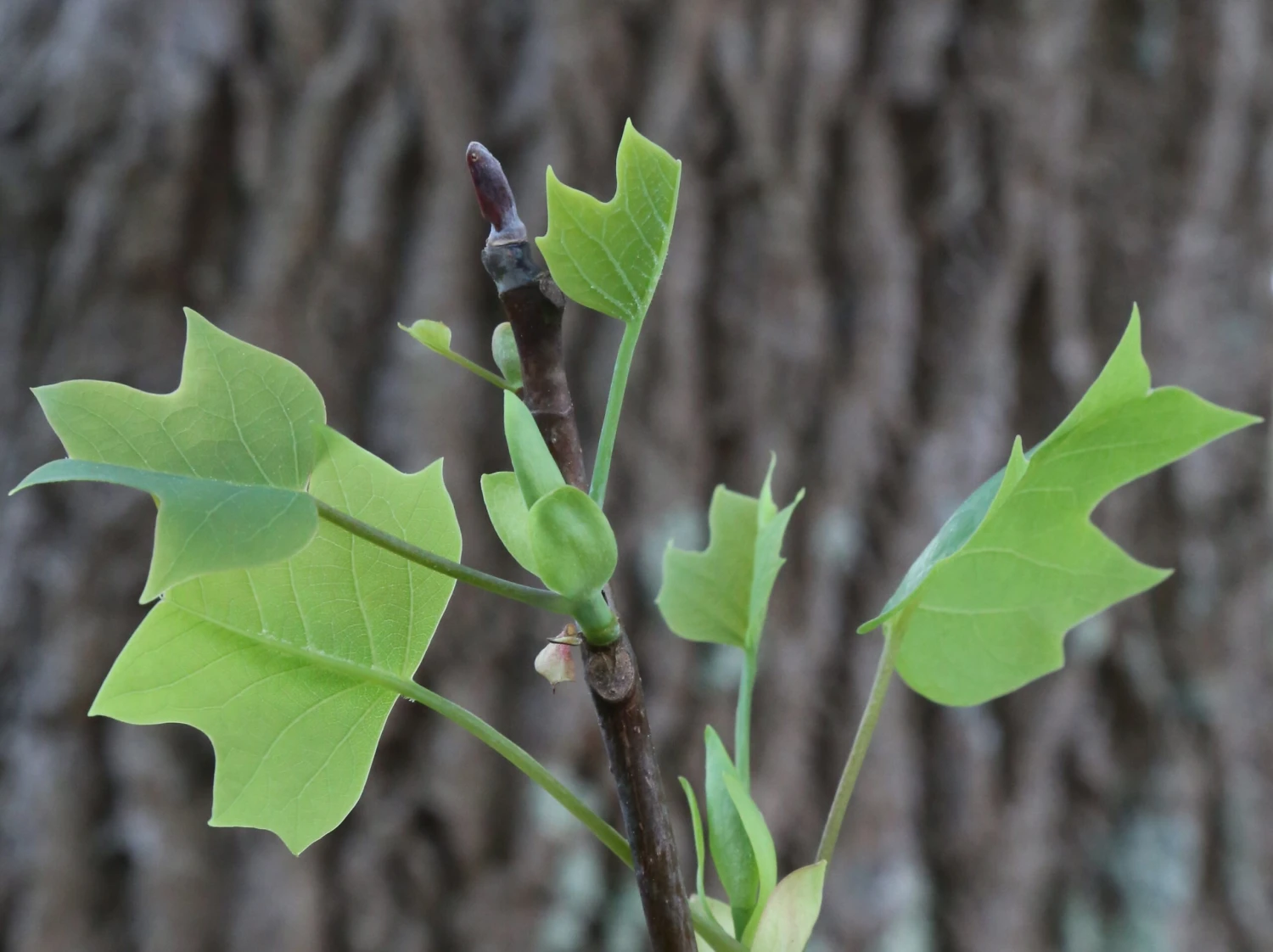 Tulip Poplar | Medium Tree Seedling 19 Tulip Poplar | Medium Tree Seedling - Image 19