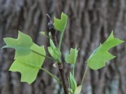 Tulip Poplar | Mini-Grow Kit -Evergreen Plants Shop tulip poplar foliage e8f48dfc 4aa3 4708 8002 2672213de1a9