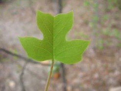 Tulip Poplar | Medium Tree Seedling 36 Tulip Poplar | Medium Tree Seedling -Evergreen Plants Shop tulip poplar leaf