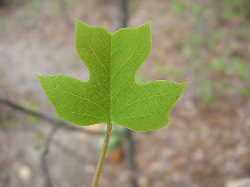 Tulip Poplar | Medium Tree Seedling 17 Tulip Poplar | Medium Tree Seedling - Image 17