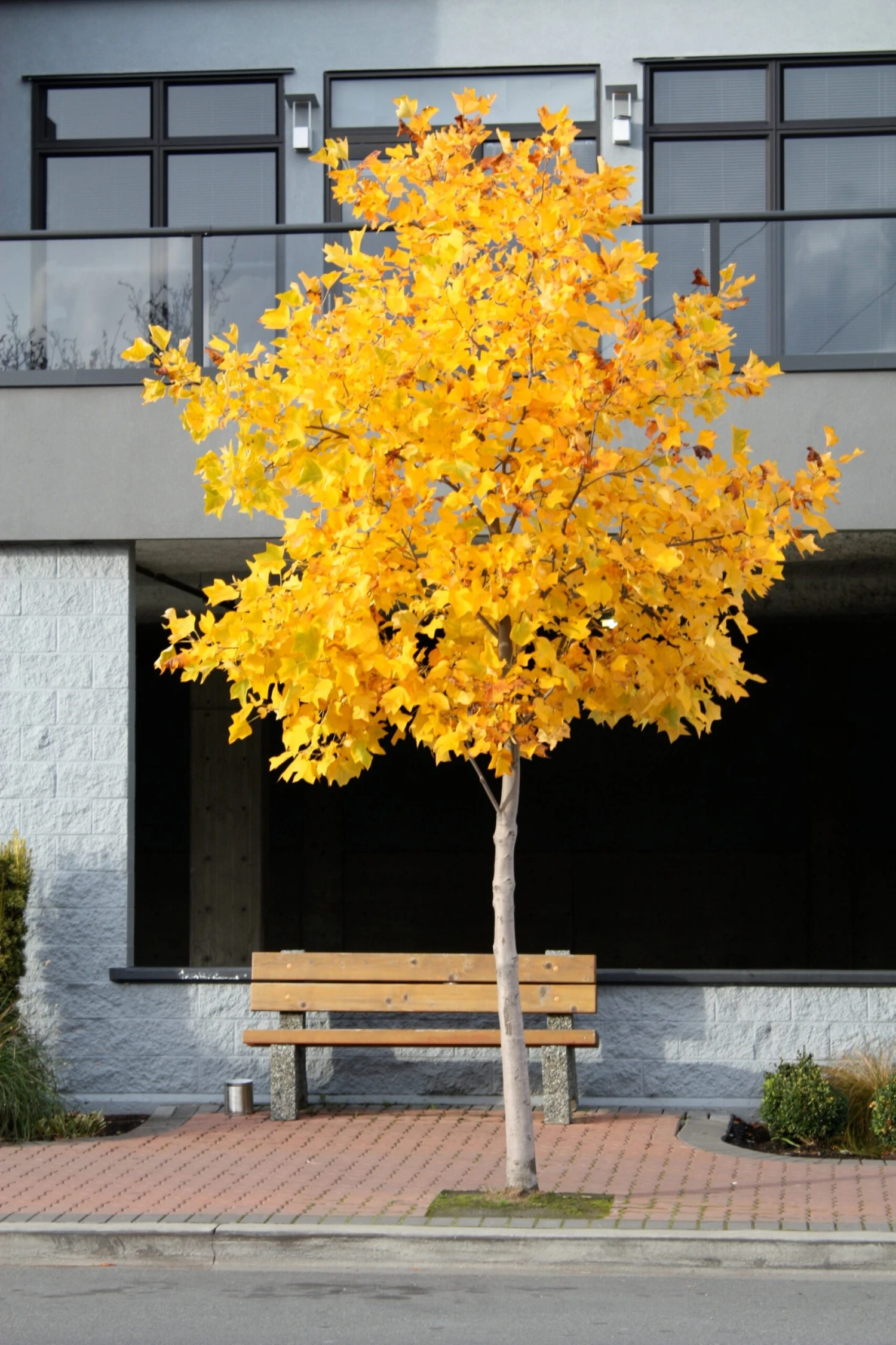 Tulip Poplar | Medium Tree Seedling 14 Tulip Poplar | Medium Tree Seedling - Image 14