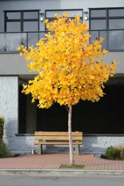 Tulip Poplar | Mini-Grow Kit -Evergreen Plants Shop tulip poplar street 2c53a1e8 42d4 4263 94a2 32cac9515863