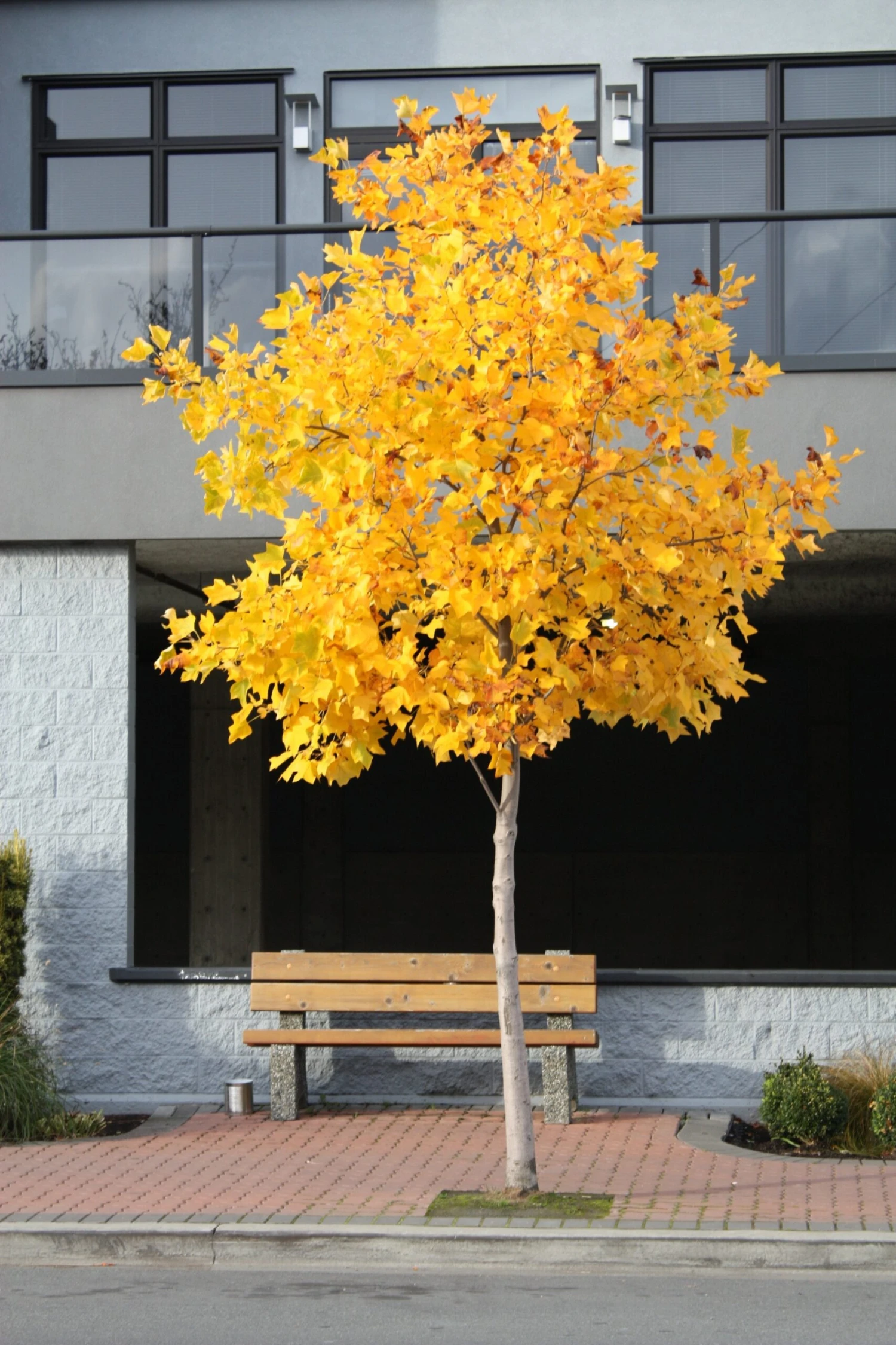 Tulip Poplar | Small Tree Seedling 10 Tulip Poplar | Small Tree Seedling - Image 10