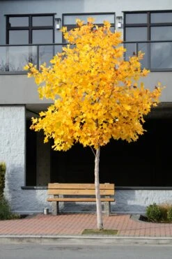 Tulip Poplar | White Design | Seed Grow Kit -Evergreen Plants Shop tulip poplar street a440ea81 39a0 45e7 8a2c a05f28dc773b