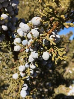 Utah Juniper | Mini-Grow Kit 18 Utah Juniper | Mini-Grow Kit -Evergreen Plants Shop utah juniper berries