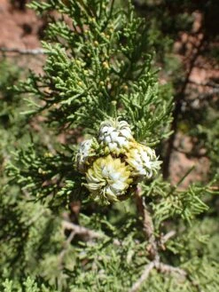 Utah Juniper | Mini-Grow Kit 24 Utah Juniper | Mini-Grow Kit -Evergreen Plants Shop utah juniper bloom