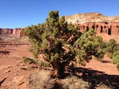 Utah Juniper | Mini-Grow Kit 19 Utah Juniper | Mini-Grow Kit -Evergreen Plants Shop utah juniper capitol reef