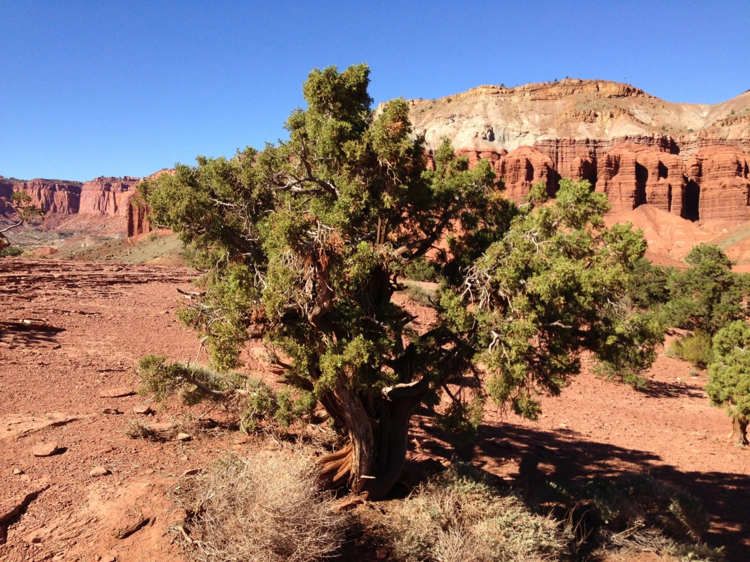 Utah Juniper | Mini-Grow Kit 4 Utah Juniper | Mini-Grow Kit - Image 4
