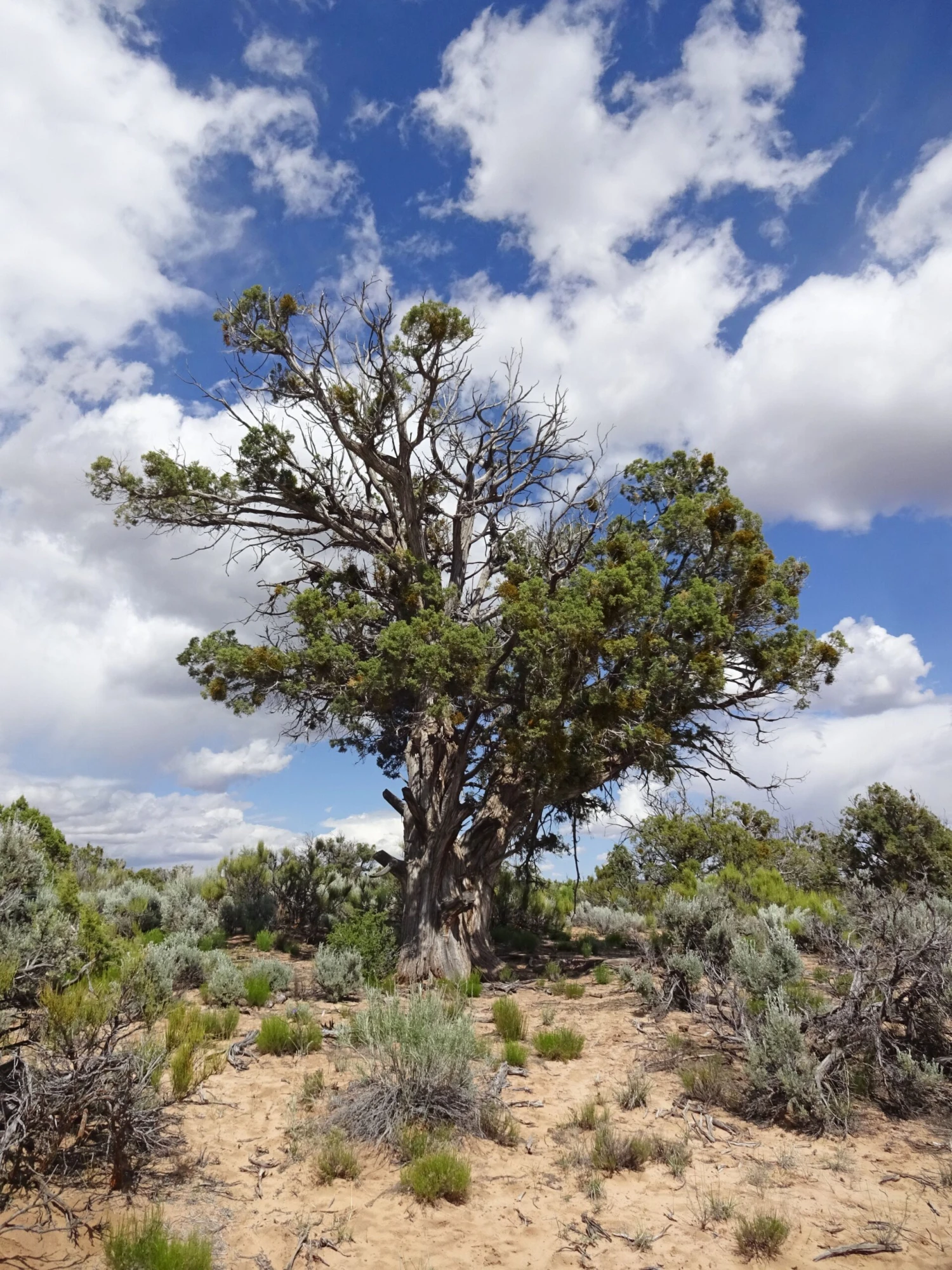 Utah Juniper | Mini-Grow Kit 11 Utah Juniper | Mini-Grow Kit - Image 11