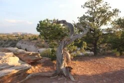 Utah Juniper | Mini-Grow Kit 29 Utah Juniper | Mini-Grow Kit -Evergreen Plants Shop utah juniper trunk